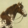 Норикийская порода лошадей