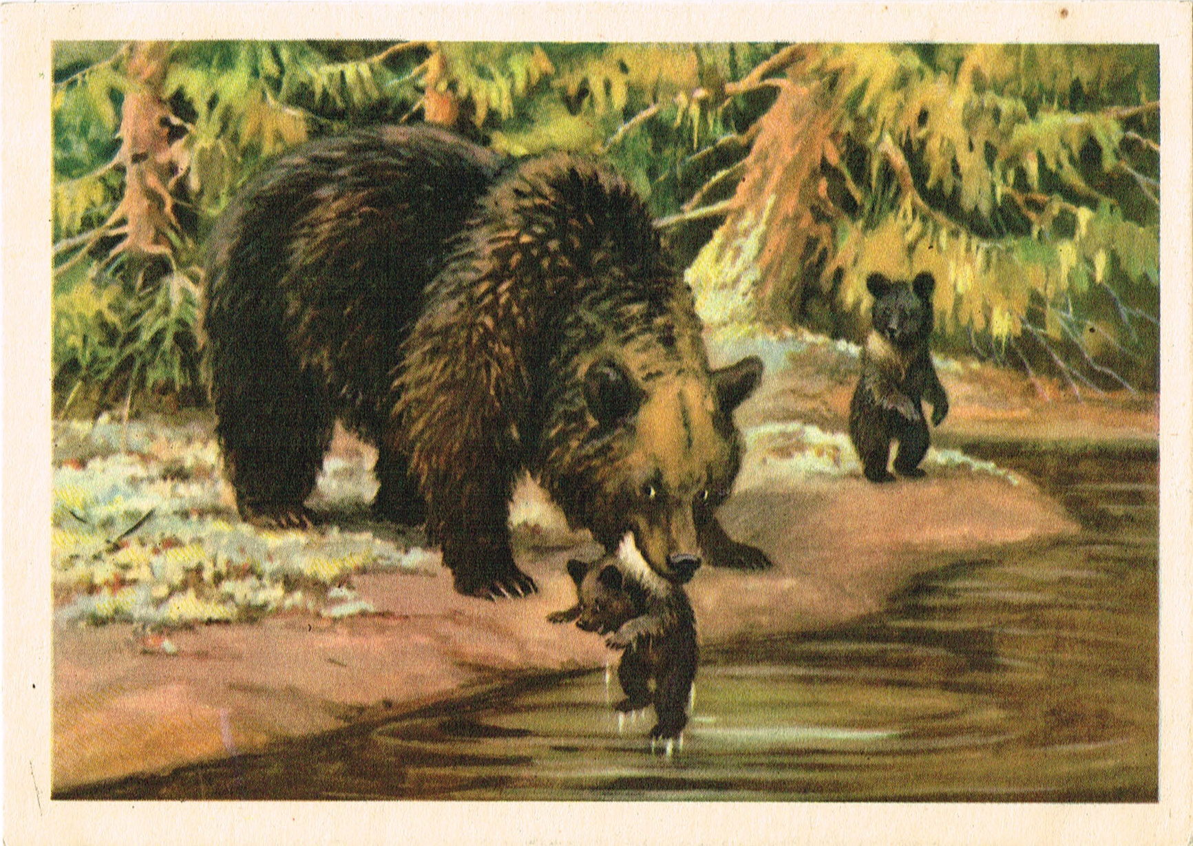 Купание медвежат Бианки. Картина к рассказу Бианки купание медвежат. Медведь Бианки. Рассказ бианки купание медвежат