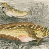 A history of the fishes of the British islands