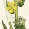 Коровяк (Verbascum virgatum)