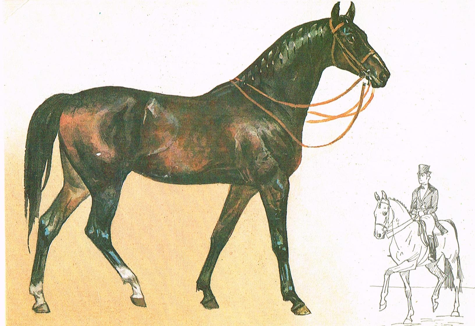 Стандарт породы кабардинская фрагмент. Арабо Тракененская лошадь. Арабо Кабардинская порода. Арабо Кабардинская лошадь. Тракененская порода лошадей.
