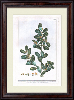 Самшитовое дерево. Большая, редкая гравюра 18 века