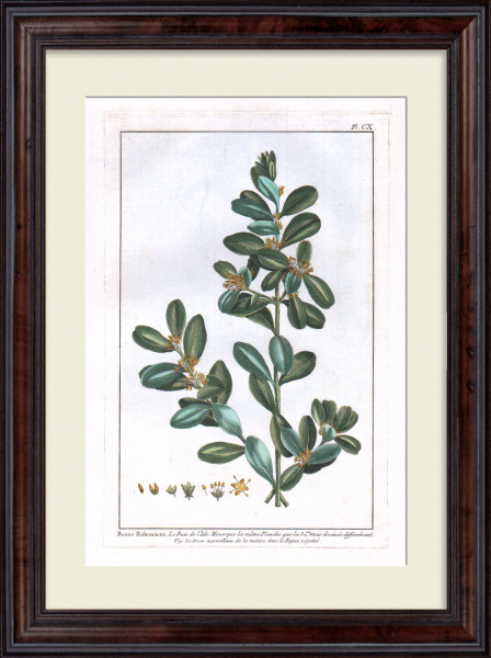 Самшитовое дерево. Большая, редкая гравюра 18 века