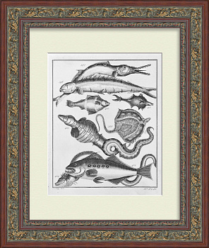 Морские рыбы. Старинная гравюра 18 века