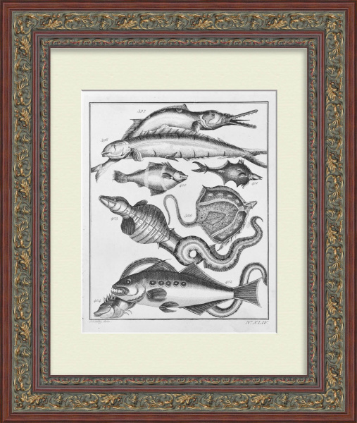 Морские рыбы. Старинная гравюра 18 века Морские рыбы. Старинная гравюра 18 века