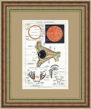 Глаз человека, офтальмология. Старинная хромолитография