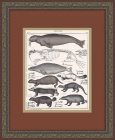 Морж, тюлень, барсук, росомаха и др. Раскрашенная гравюра 19 века