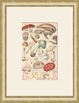 Ядовитые грибы, старинная гравюра 19 века с ручной раскраской
