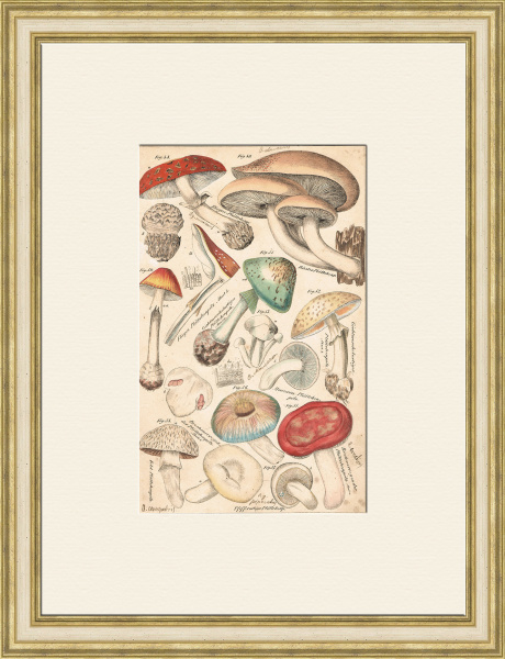 Ядовитые грибы, старинная гравюра 19 века с ручной раскраской