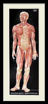 Строение мышц человека. Редкий, крупноформатный плакат-хромолитография