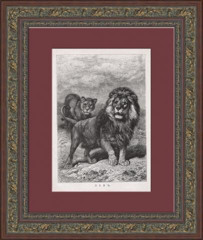 Лев и львица. Антикварная литография конца 19 века