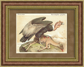 Андский кондор на охоте. Антикварная хромолитография 19 века