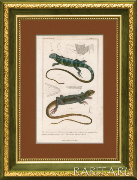 Виды ящериц: китайский водяной дракон и полосатая игуана. Гравюра с ручной раскраской