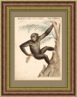 Шимпанзе, старая гравюра в раме