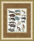 Коала, ленивец, муравьед, утконос, шерстокрыл и др. Раритетная гравюра