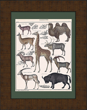 Жираф, лама, верблюд, козерог и др. Раритетная гравюра в раме