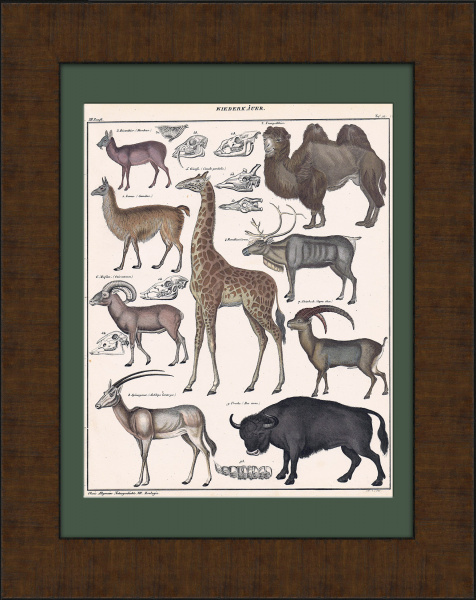 Жираф, лама, верблюд, козерог и др. Раритетная гравюра в раме