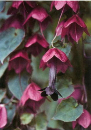 мексиканская лиана  «пурпурный колокол» (родохитон). антикварная гравюра с ручной раскраской