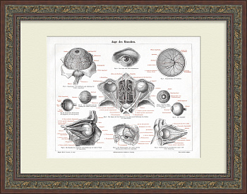 Строение человеческого глаза. Антикварная литография в раме
