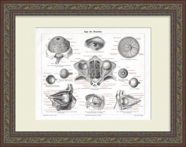 Строение человеческого глаза. Антикварная литография в раме
