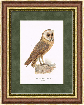 Сова, старинная хромолитография