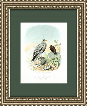 Хищные птицы: Стервятник, большая старинная хромолитография 1894 г.