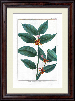 Кофейное дерево в цвету. Большая, редкая гравюра 18 века Кофейное дерево в цвету. Большая, редкая гравюра 18 века