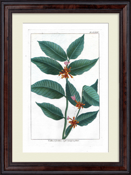 Кофейное дерево в цвету. Большая, редкая гравюра 18 века Кофейное дерево в цвету. Большая, редкая гравюра 18 века