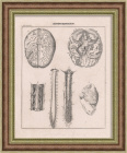 Анатомия человека: Мозг. Антикварная литография