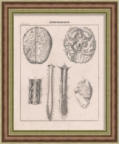 Анатомия человека: Мозг. Антикварная литография