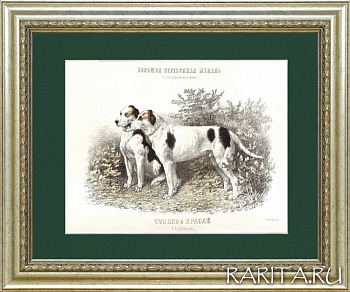 Собаки-призеры выставок Императорского общества правильной охоты, старинная литография с акварели Н.А. Мартынова