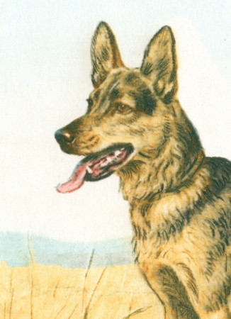 овчарка на прогулке. оригинальный авторский офорт, 1935 г.