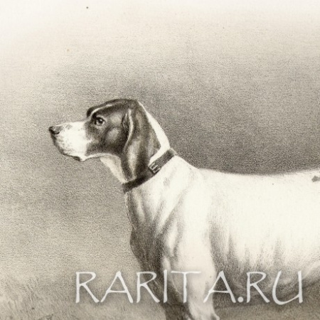 собаки-призеры выставок императорского общества правильной охоты, старинная литография с акварели н.а. мартынова