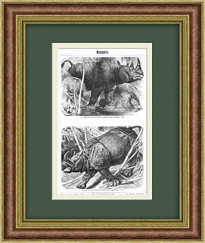 Двурогий и индийский носорог. Старинная литография начала 20 века