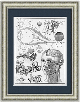 Строение человеческого лица: глаз, ухо, нос. Антикварная гравюра