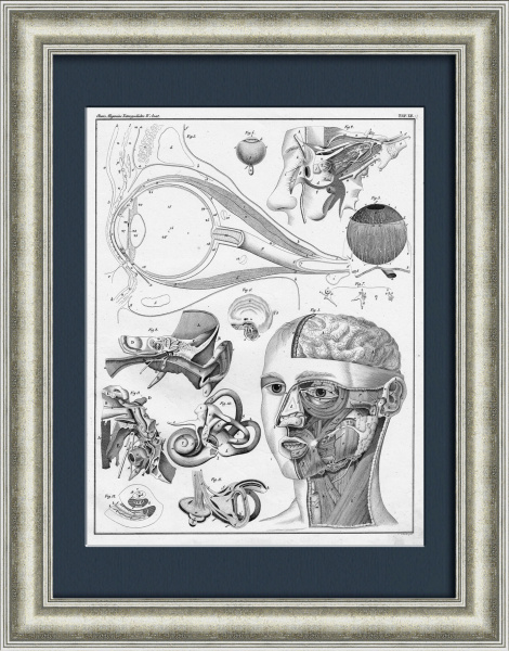 Строение человеческого лица: глаз, ухо, нос. Антикварная гравюра