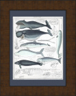 Дельфин, кашалот, ламантин, дюгонь и др. Старинная гравюра в раме