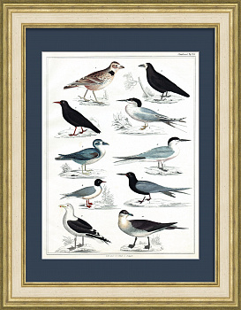 Птицы. Старинная гравюра 19 века