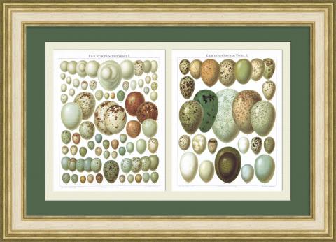 Яйца европейских птиц. Старинные хромолитографии в панно