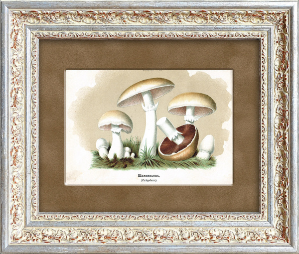Шампиньон. Антикварная хромолитография, 19 век