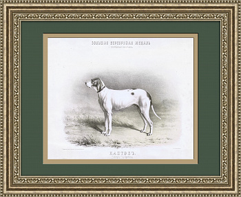 Собаки-призеры выставок Императорского общества правильной охоты, старинная литография с акварели Н.А. Мартынова