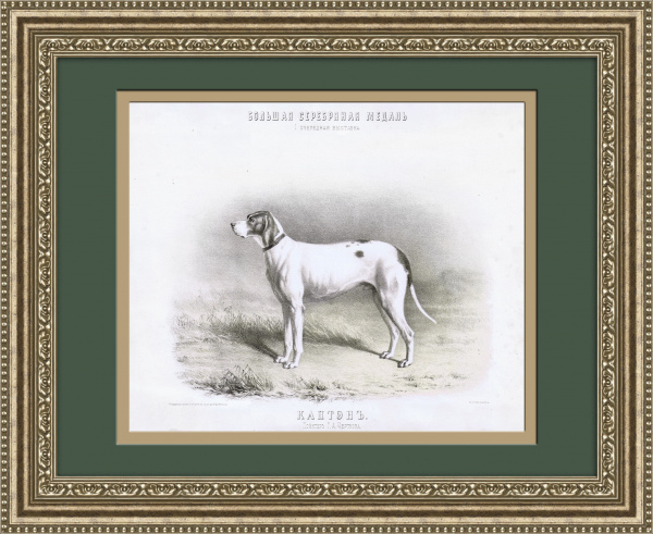 Собаки-призеры выставок Императорского общества правильной охоты, старинная литография с акварели Н.А. Мартынова