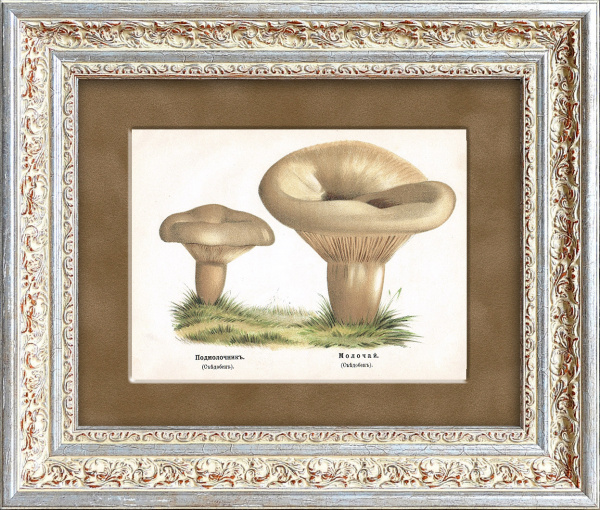 Подмолочник и молочай. Старинная хромолитография в раме