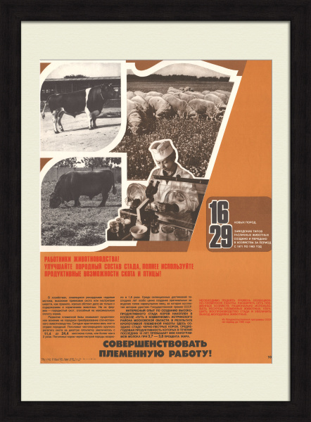 Работники животноводства, совершенствуйте племенную работу! Советский агитационный плакат