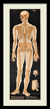 Строение скелета человека. Редкий, крупноформатный плакат-литография