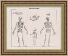 Анатомия человека: Скелет. Антикварная литография