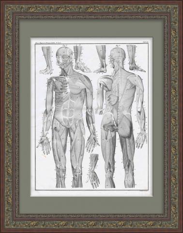 Человеческие мышцы. Раритетная гравюра середины 19 века