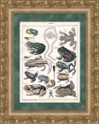 Лягушки и жабы. Гравюра с ручной акварельной раскраской, 1853 год