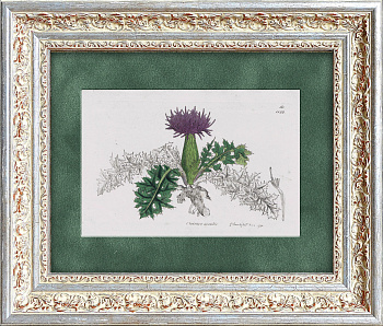 Кникус благословенный, старинная гравюра 1830-х годов