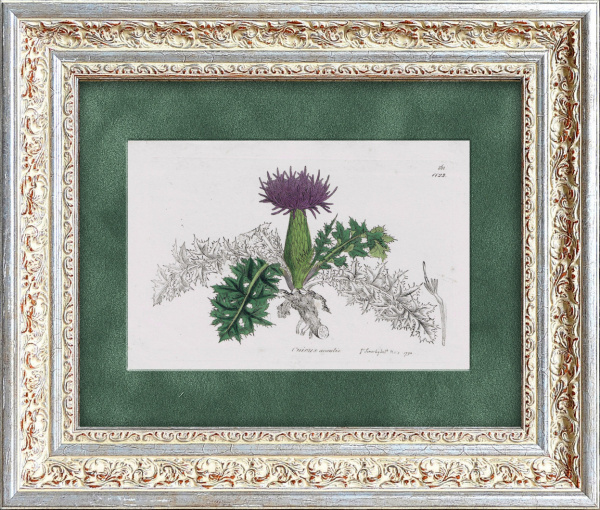 Кникус благословенный, старинная гравюра 1830-х годов